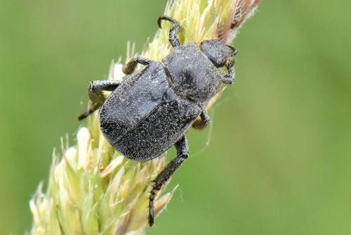 Hoplia sp.